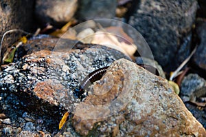 Julida. The centipede