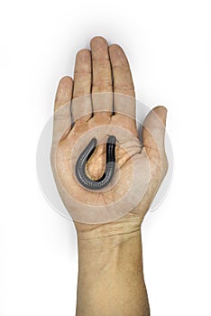 Julida is an order of millipedes on the man`s hand. photo