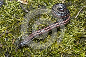 Julidae Millipedes close up macro