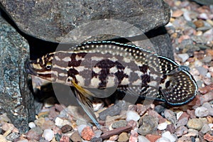 Julidochromis fish