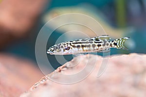 Julidochromis transcriptus - Masked julie