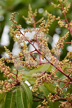 Julie Mango Tree Flowering