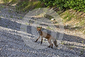 July 13 2021, Kunashir Island, Fox on a walk
