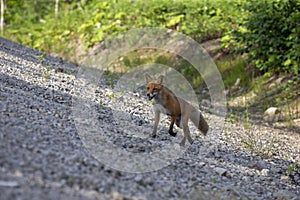 July 13 2021, Kunashir Island, Fox on a walk