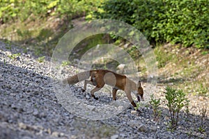 July 13 2021, Kunashir Island, Fox on a walk