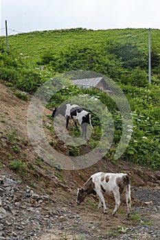 July 13, 2021 , Malokurilskoe seaport, Shikotan island, Kuril Islands, Sakhalin region