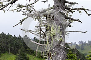 July 13, 2021 , Malokurilskoye village, Shikotan island, Kuril Islands, Sakhalin region,