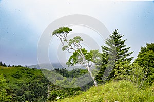 July 13, 2021 , Malokurilskoye village, Shikotan island, Kuril Islands, Sakhalin region,