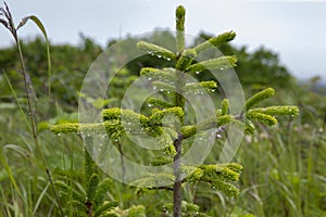 July 13, 2021 , Malokurilskoye village, Shikotan island, Kuril Islands, Sakhalin region,