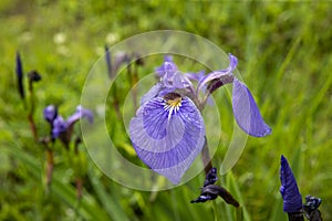 July 13, 2021 , Malokurilskoye village, Shikotan island, Kuril Islands, Sakhalin region,