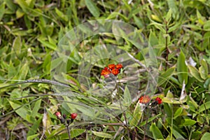 July 13, 2021 , Malokurilskoye village, Shikotan island, Kuril Islands, Sakhalin region,