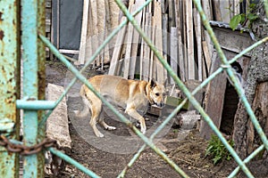 July 13, 2021 , Malokurilskoye village, Shikotan island, Kuril Islands, Sakhalin region,