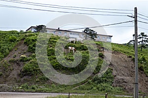 July 13, 2021 , Malokurilskoye village, Shikotan island, Kuril Islands, Sakhalin region,