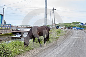July 13, 2021 , Malokurilskoye village, Shikotan island, Kuril Islands, Sakhalin region,