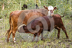 JULY 23, 2018, RIDGWAY COLORADO, USA - Cow with BP Brand, outside Ridgway Colorado, nurses large calf