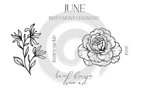 July Birth Month Flowers. Water Lily outline isolated on white. Larkspur Line Art. Hand drawn line art botanical illustration.