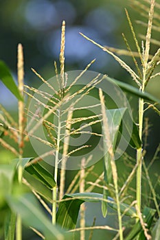 July corn crop detail