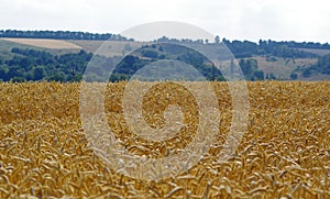 July. Endless field of ripe wheat ears