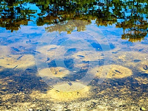 July fish spawn in a south Florida wetland