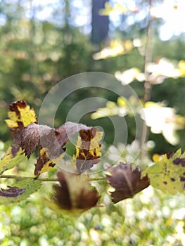 July forest in Russia. morning