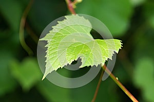 July garden, grapevine leaf on branch, close-up