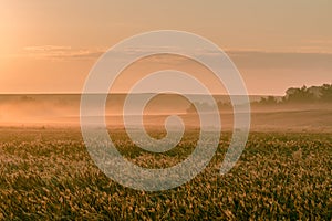 July morning dawning over a wheat field