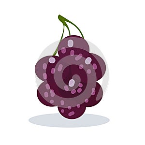 Jumbo black grapes vector illustration, big grape fruit flat icon isolated on white