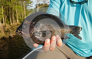 Jumbo Bluegill Caught While Fishing By Angler