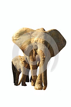 Jumbo bull and baby african elephants isolated