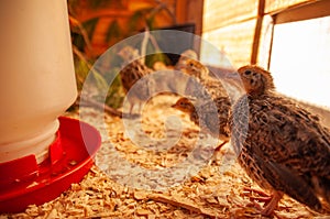 Jumbo Coturnix Quail in a brooder