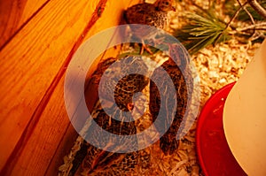 Jumbo Coturnix Quail in a brooder