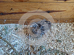 Jumbo Coturnix Quail in a brooder