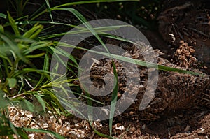 Jumbo Coturnix Quail outside dusting