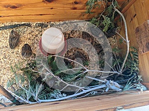 Jumbo Coturnix Quails in a brooder