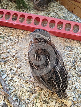 Jumbo Coturnix Quails in a brooder