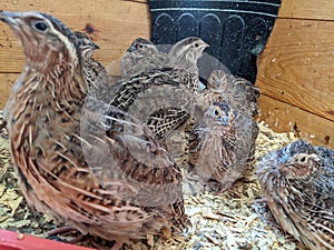 Jumbo Coturnix Quails in a brooder