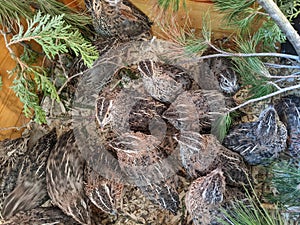 Jumbo Coturnix Quails in a brooder