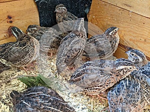 Jumbo Coturnix Quails in a brooder