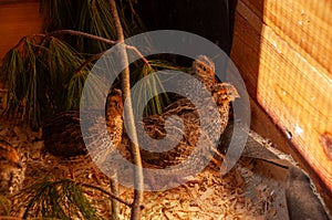 Jumbo Coturnix Quails in a brooder