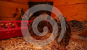 Jumbo Coturnix Quails in a brooder