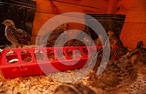 Jumbo Coturnix Quails in a brooder