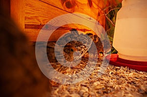 Jumbo Coturnix Quails in a brooder