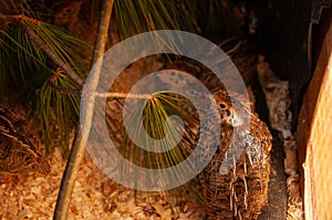 Jumbo Coturnix Quails in a brooder