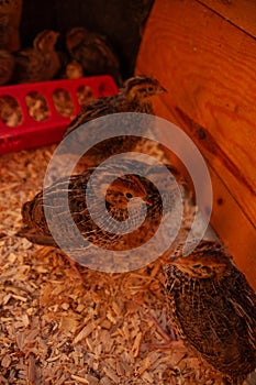 Jumbo Coturnix Quails in a brooder