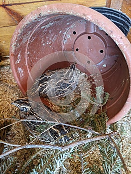 Jumbo Coturnix Quails in a brooder