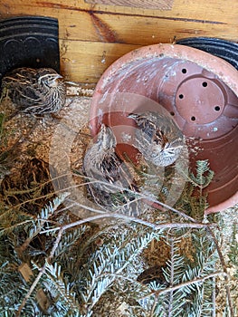 Jumbo Coturnix Quails in a brooder