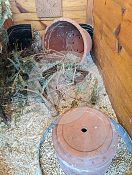 Jumbo Coturnix Quails in a brooder