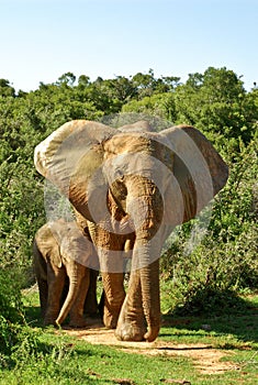 Jumbo elephant and baby in savannah