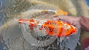 Jumbo koi fish in the mudpond