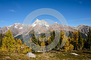 Jumbo Pass British Columbia Canada in Fall with Larch